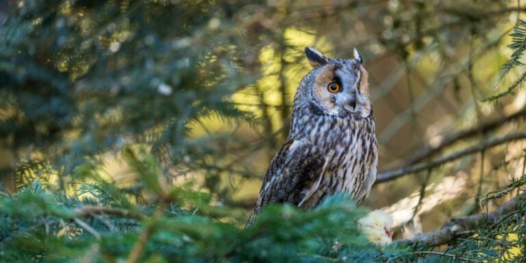 Owl Wisdom: The Song of Balance