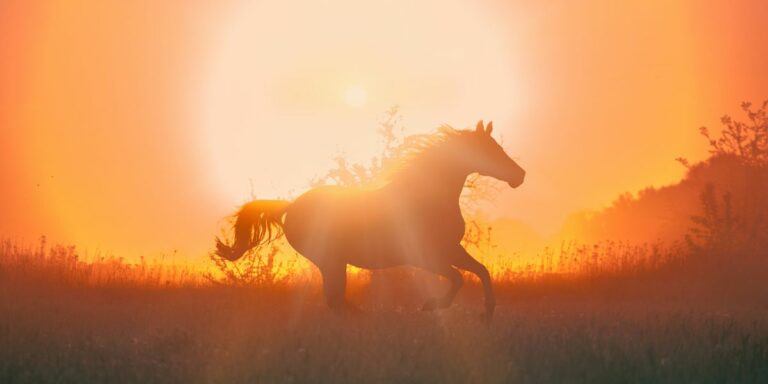 The Sensitive Horse