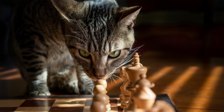 Animal Communication & the Language of Life