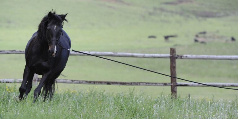 How groundwork can relax & calm your horse