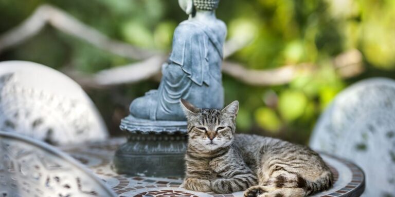 The most precious gift you can offer your animal